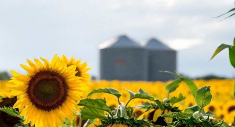 El girasol argentino apunta a su mayor producción