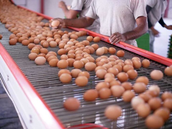 En Día Mundial del Huevo se celebra récord histórico de consumo y producción de ese alimento en el país 