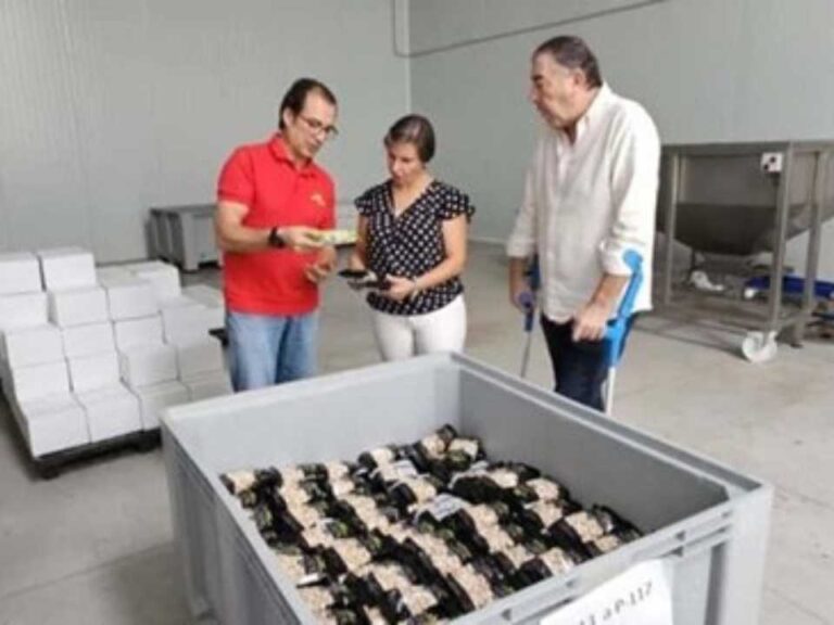 España | El pistacho se convierte en el tercer cultivo en la provincia de Jaén por detrás del olivar y del almendro