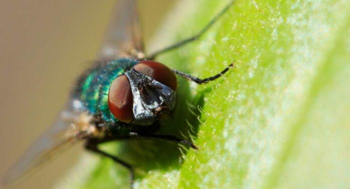Estudios con moscas realizados en la UdeC muestran potencial de insecticidas en base a aceites esenciales