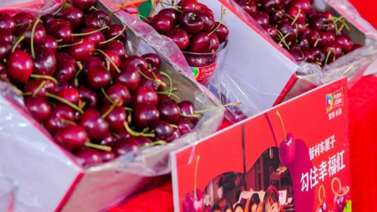 Chile: Exportan por vía aérea primeras cerezas de temporada 2025-2026