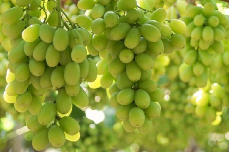 Golpe regulatorio a la uva de mesa: Anulan la autorización del USDA y reabre la vía del bromuro de metilo