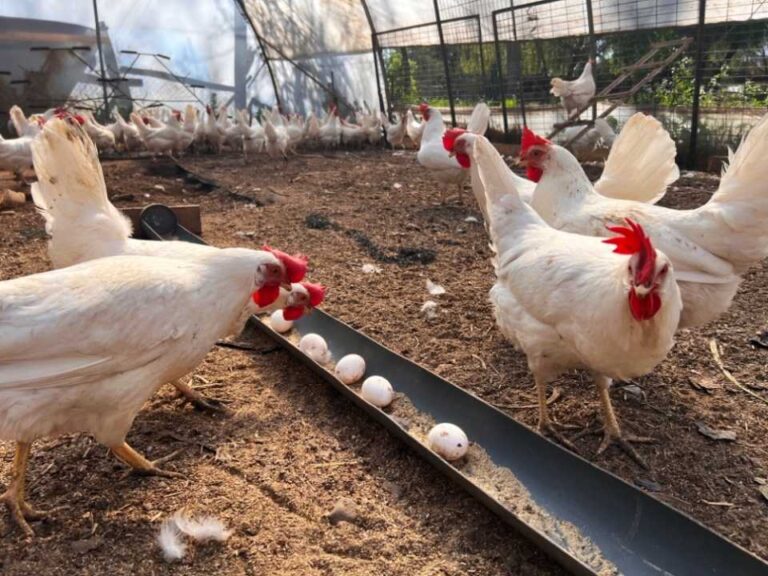 Investigación busca mejorar la producción de huevos incorporando minerales orgánicos en la dieta de aves ponedoras