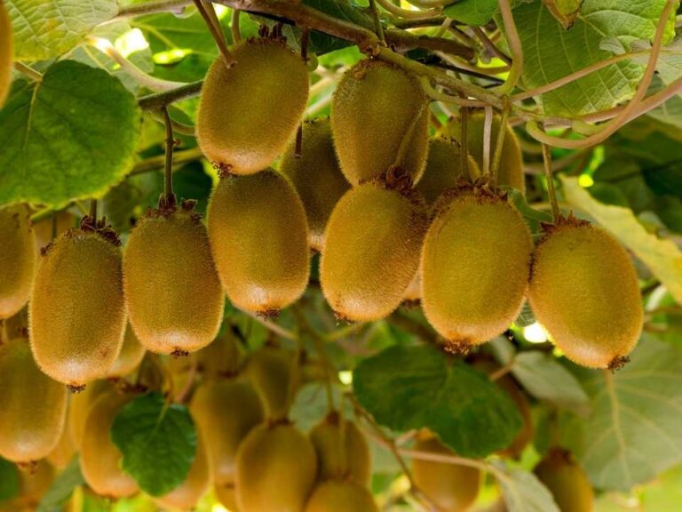 Kiwi chileno cierra positiva temporada y fija la calidad como eje para 2026
