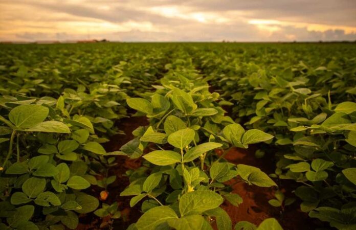 La aplicación de bioestimulantes a base de Ascophyllum nodosum impulsa la productividad sustentable de la soya