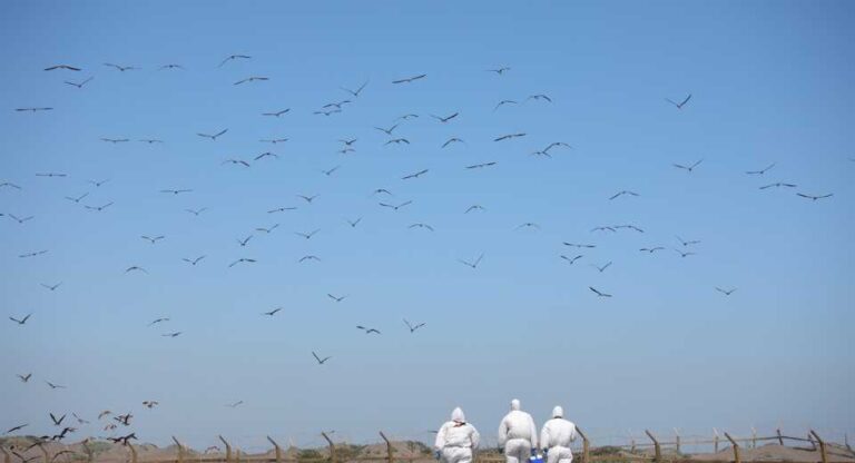 Miles de aves migratorias llegan a Chile: el SAG llama a protegerlas y reforzar la prevención sanitaria