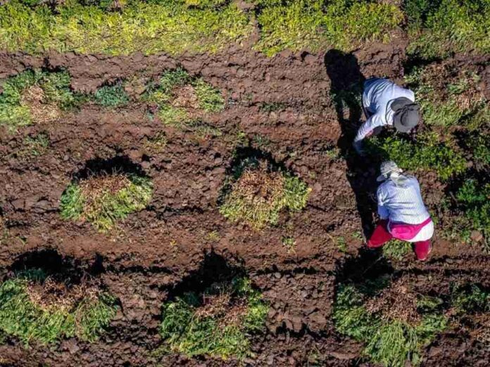Minagri e INDAP invitan a emprendedoras rurales a postular al Premio Mujer del Agro Mónica Gebert 2025