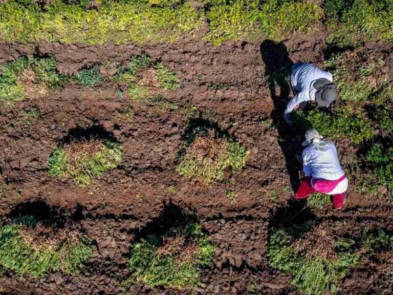 Minagri e INDAP invitan a emprendedoras rurales a postular al Premio Mujer del Agro Mónica Gebert 2025