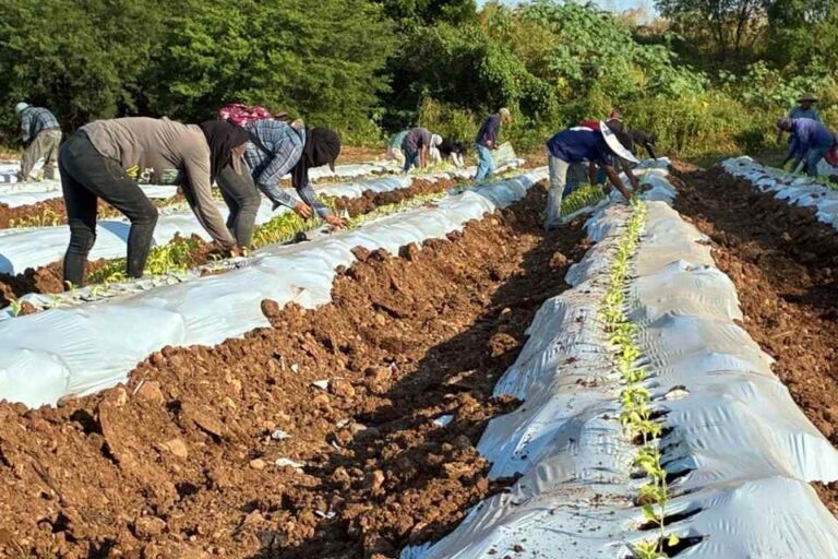 Terragénesis, Agro-Innovación y Agricultura Regenerativa: Comienza la Plantación de Pimentón Orgánico en México con Destino a California
