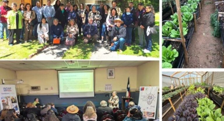 Productoras de Quintero y Puchuncaví demuestran con proyecto FIA que es posible producir hortalizas y flores con bajo contenido de metales pesados