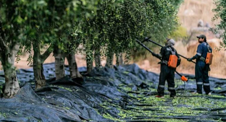 Productores de aceitunas de Chile reportan recuperación de cosecha
