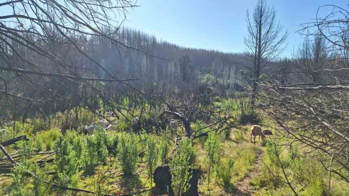 Proyecto de prevención de incendios a través de pastoreo impacta a más de mil personas