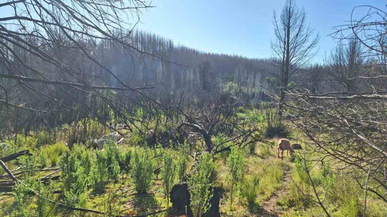 Proyecto de prevención de incendios a través de pastoreo impacta a más de mil personas