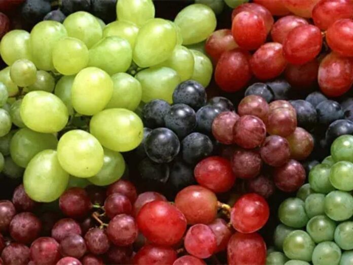 El Comité de Uvas de Mesa de Frutas de Chile, liderado por su director ejecutivo Ignacio Caballero, dio a conocer la cuarta estimación de exportaciones de uvas de mesa chilenas para la temporada 2025-2026. En esta nueva estimación participaron 67 empresas, representando un 86% del volumen exportado la temporada pasada. Según precisó Caballero, «la nueva proyección sitúa las exportaciones totales en 62,2 millones de cajas (8,2 kg). Esta cifra representa una caída de 8,4% en comparación con la temporada anterior (67,9 millones de cajas) y un leve ajuste a la baja de –1,9% respecto a la tercera estimación». Los nuevos datos reflejan un ajuste debido a condiciones climáticas y cambios en la dinámica productiva de las diversas regiones del país. «Este decrecimiento responde principalmente a una caída mayor a la esperada en la zona norte, sumado a un recambio varietal que, aunque acelerado, no logra compensar totalmente la disminución de las variedades tradicionales», puntualizó el profesional. El informe destaca que, en relación con la estimación anterior, casi todas las regiones han ajustado sus volúmenes a la baja, con excepción de la Región Metropolitana y Maule. En este sentido, Atacama refleja una contracción de -12%, Valparaíso de -2%, O’Higgins -1,4%. Mientras que Coquimbo observa 0%, Maule +63% y la Región Metropolitana +1,7%. “Es importante resaltar que hasta ahora la temporada va bajando de manera más acelerada, un 22% en relación a la temporada pasada, eso irá cayendo semana a semana debido a la entrada con mayor producción de las regiones Metropolitana y O’Higgins». A pesar de la caída en el volumen total, el representante del Comité comentó que «el proceso de modernización de la industria continúa. Se proyecta que las variedades nuevas alcanzarán el 72% de la oferta exportable, superando el 67% registrado la temporada pasada. Las variedades blancas nuevas, lideradas por Autumncrisp y Sweet Globe y , que muestran un crecimiento sostenido”. Mercados de Destino: Crecimiento de Latinoamérica La cuarta estimación revela cambios significativos en la distribución de los envíos en comparación con el tercer informe, donde Latinoamérica se convierte en el único mercado que crece, con un aumento de +15,6% (+6 puntos porcentuales en participación de mercado). Por su parte, Asia registra una caída de -13%, Europa -7,2% y Norteamérica, principal destino de las uvas chilenas, baja un 2,4% respecto a la 3ra estimación, reflejando al mismo tiempo una disminución de -12% respecto a la temporada pasada. Finalmente, el Ignacio Caballero informó que el calendario de salidas por semana se ha visto afectado por un atraso en la zona central y las mermas productivas en el norte, lo que obligará a una logística más concentrada hacia el final de la temporada.