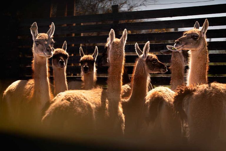 Inédito proyecto de rewilding busca impulsar el repoblamiento del guanaco en la cordillera de la Región Metropolitana