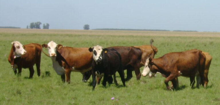 Control integrado: la estrategia de INTA contra la garrapata bovina