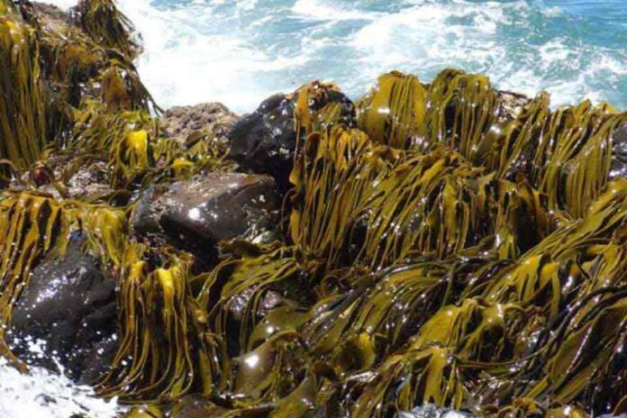 Algas marinas chilenas, una solución sustentable que podría transformar la industria alimentaria