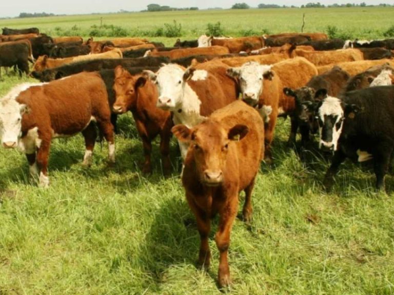 Argentina | SENASA endurece controles y exige 100% de eficacia a los antisárnicos bovinos