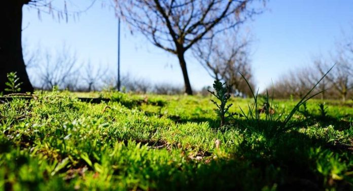 Avellano europeo Investigación busca mejorar la calidad del suelo y reducir emisiones de gases por efecto invernadero mediante cultivos de cobertura
