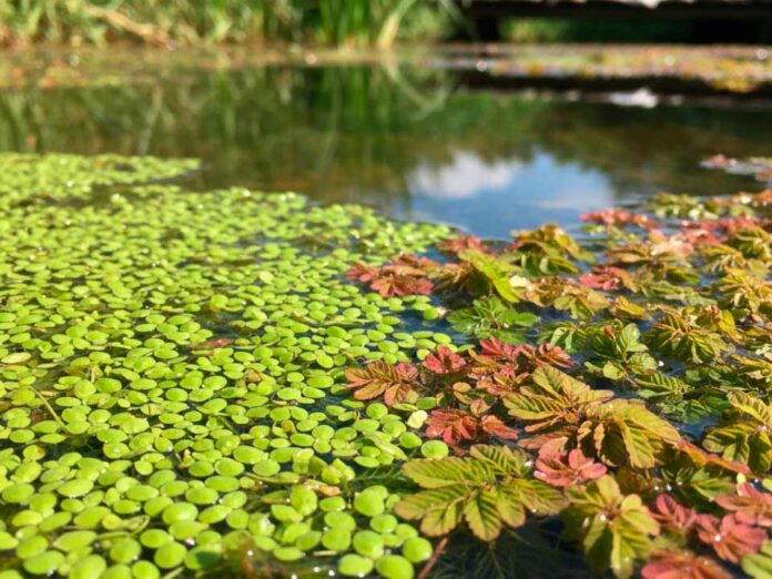 Azolem Bioestimulante agrícola: Ingeniería Biológica en base a Lenteja y Helecho de Agua