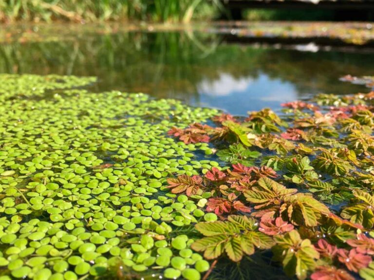Azolem Bioestimulante agrícola: Ingeniería Biológica en base a Lenteja y Helecho de Agua