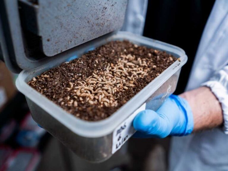ByBug: la startup que utiliza insectos para el tratamiento de residuos orgánicos y la prevención de enfermedades en la industria animal