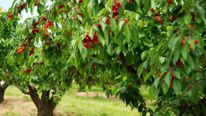 Cerezas Chilenas