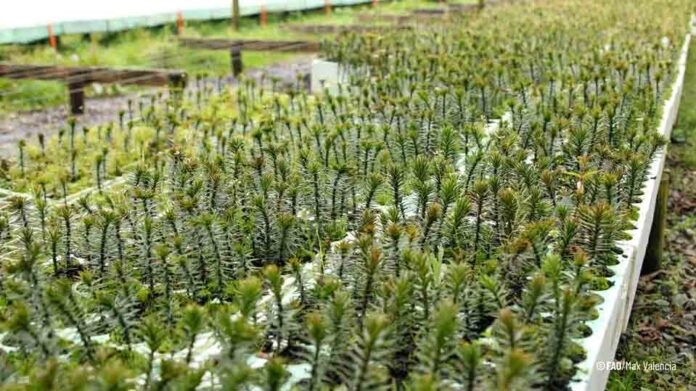 Chile refuerza su liderazgo forestal en manejo sustentable de bosque nativo