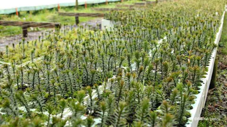 Chile refuerza su liderazgo forestal en manejo sustentable de bosque nativo