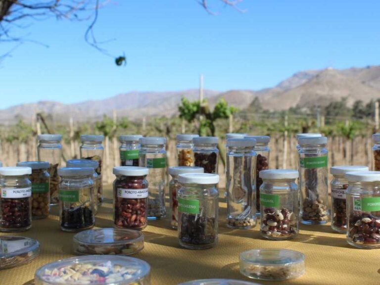 Chile resguarda su biodiversidad agrícola desde el corazón del Valle de Elqui