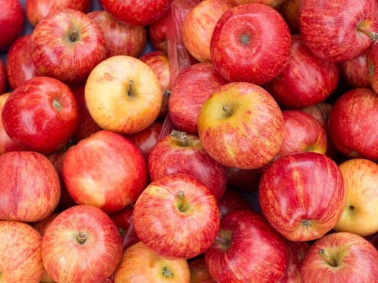 Chile y Brasil ponen en marcha la certificación electrónica para la exportación e importación de productos agrícolas y forestales