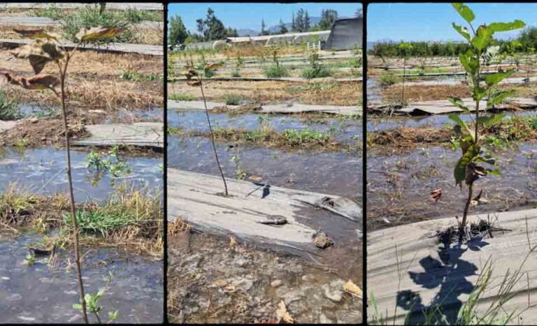 Científica chilena viajó hasta Japón para presentar investigación sobre deficiencia de oxígeno en plantas