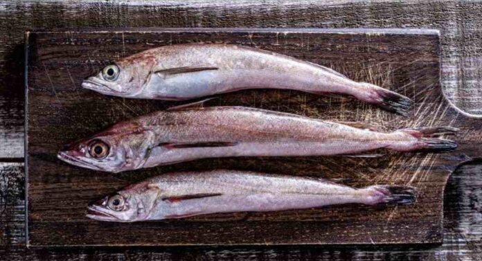 Cinco medidas para salvar la merluza común Organizaciones de la pesca artesanal y Oceana llaman a actuar con urgencia para revertir su estado crítico