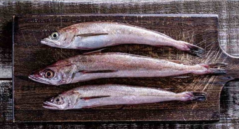 Cinco medidas para salvar la merluza común Organizaciones de la pesca artesanal y Oceana llaman a actuar con urgencia para revertir su estado crítico