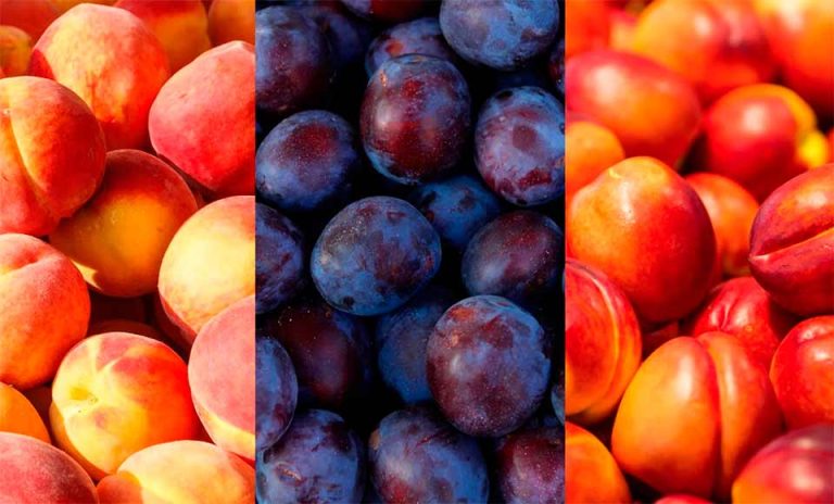 Temporada 2025-2026: Comité de Carozos de Frutas de Chile proyecta alza de 11% en los envíos