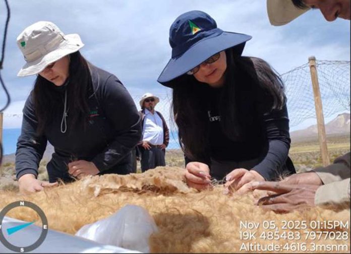 Desde el altiplano de Putre al National Geographic CONAF concretó con éxito Chaku ancestral de arreo y esquila de vicuñas