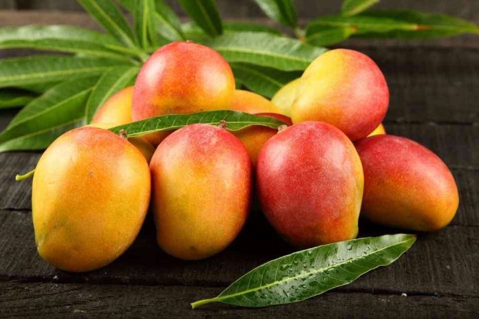 Disturbios amenazan la cosecha de mango peruano: Rumores de presunta manipulación de precios derivan en ataques violentos contra productores piuranos