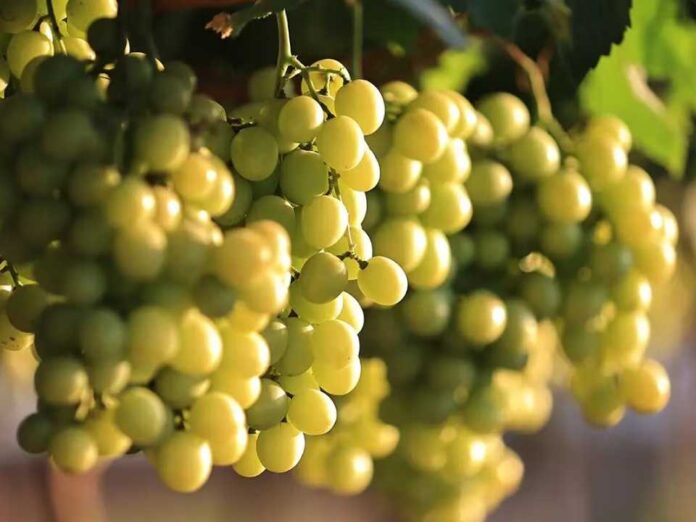 Divine Flavor refuerza abastecimiento de uvas de Perú para Acción de Gracias en EE.UU.