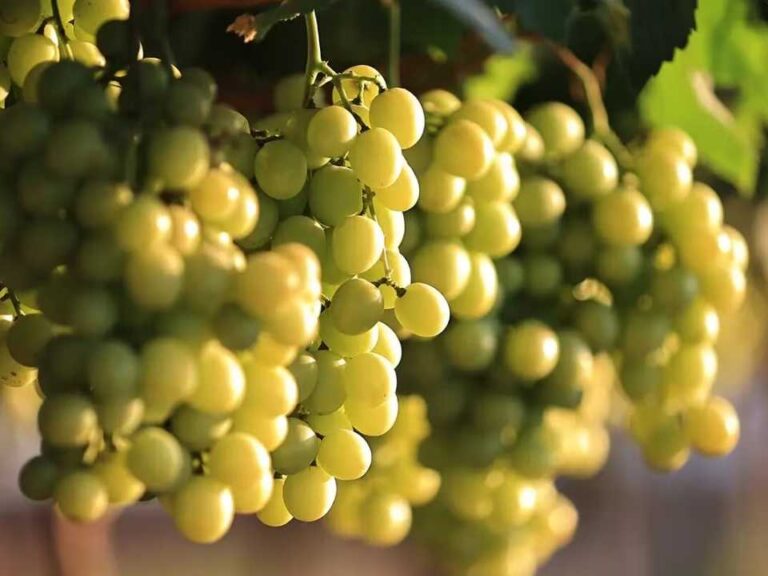 Divine Flavor refuerza abastecimiento de uvas de Perú para Acción de Gracias en EE.UU.