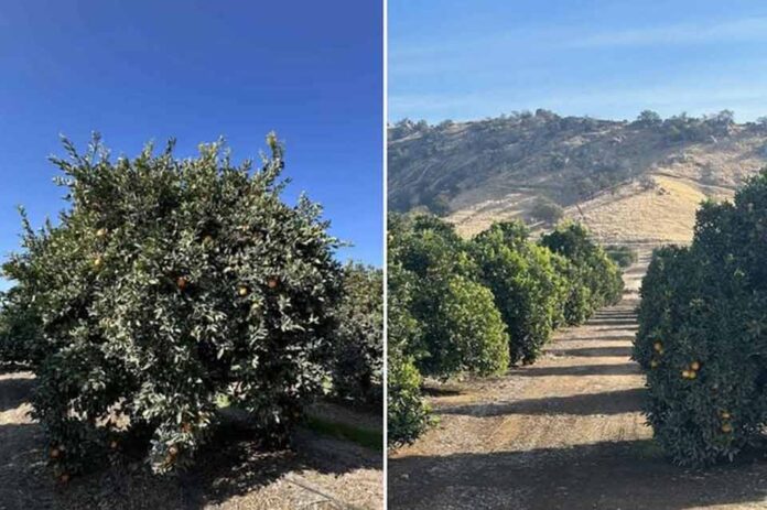 EEUU Los cítricos de California se enfrentan a una mayor competencia de otras regiones productoras