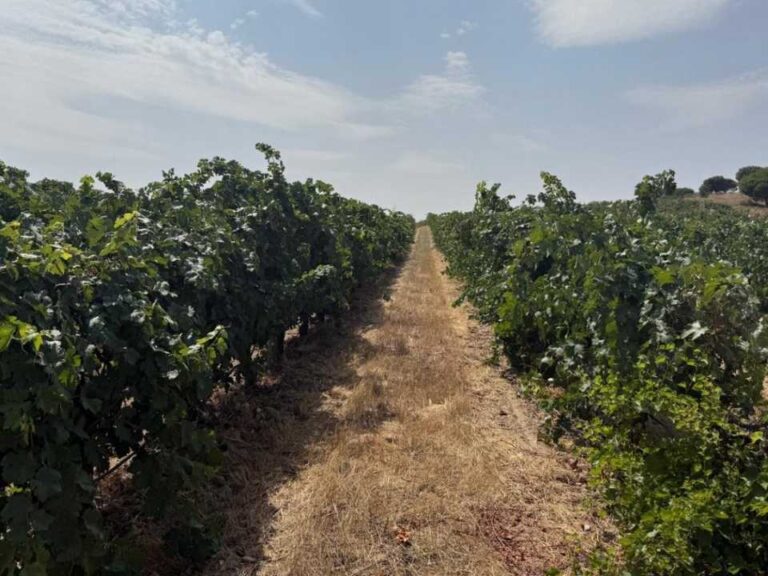 España | Microbioma del suelo, seguro biológico de los viñedos contra el cambio climático