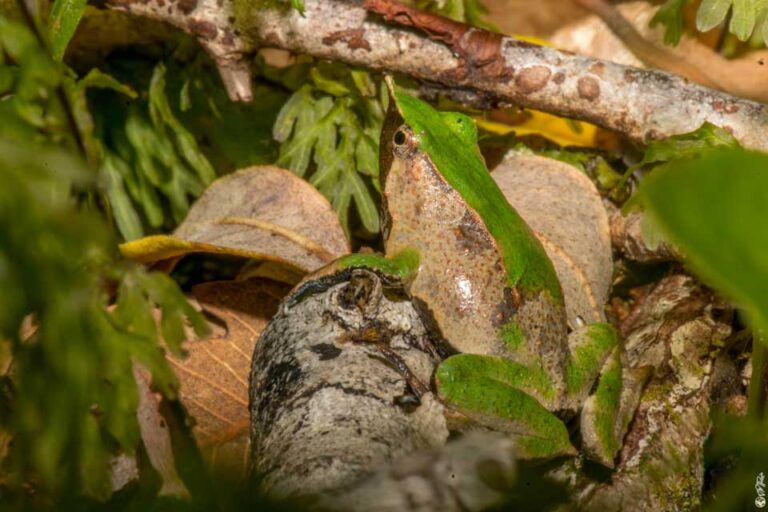 Especialistas monitorean el canto de la ranita de Darwin para evaluar su estado de conservación