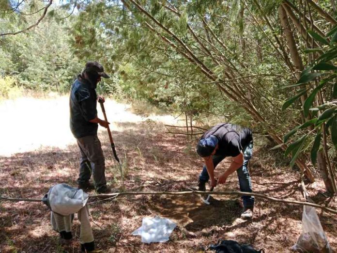 Expertos de Agronomía UdeC impulsan la micromorfología de suelos con una línea de investigación inédita