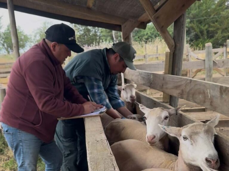 INIA inicia trabajos de investigación para mejorar índices reproductivos de la raza ovina Hidango en O’Higgins