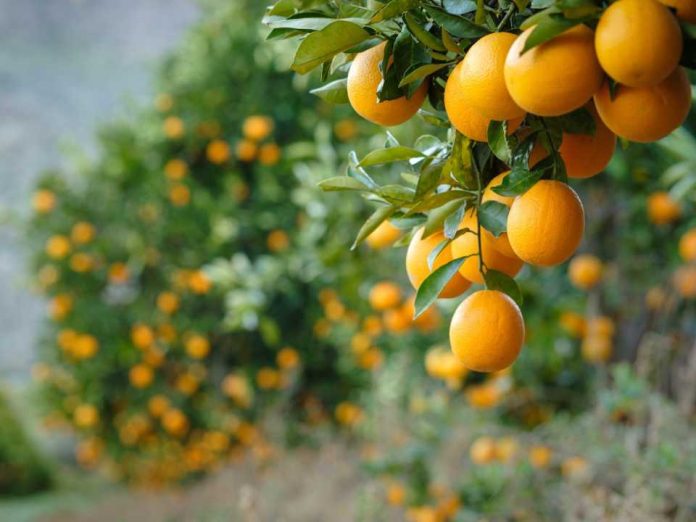 Ministra de Agricultura destaca que paltas, kiwis, naranjas y carnes chilenas vuelven a ingresar a EE.UU. con arancel cero