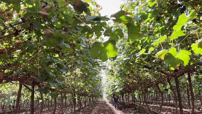 Innovación en el Desierto. Terragénesis y la Uva de Mesa de la Variedad Timpson: Un Hito Agronómico en Sonora, México