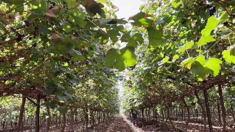 Innovación en el Desierto. Terragénesis y la Uva de Mesa de la Variedad Timpson: Un Hito Agronómico en Sonora, México