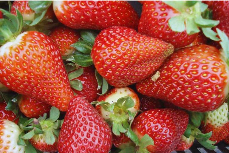 La frutilla argentina ya opera con estándares Mercosur
