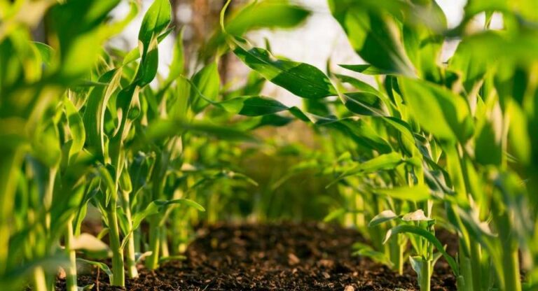 Los Acuerdos de Producción Limpia una oportunidad poco aprovechada en el agro chileno
