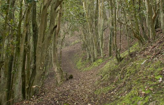 Almacenamiento de semillas recalcitrantes: INIA expone avances clave para conservar especies del bosque relicto Santa Inés